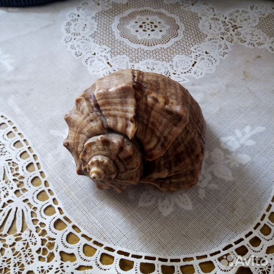 Ракушка, коралл