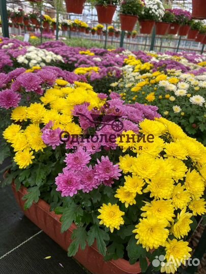 Хризантема Мультифлора в балконном ящике