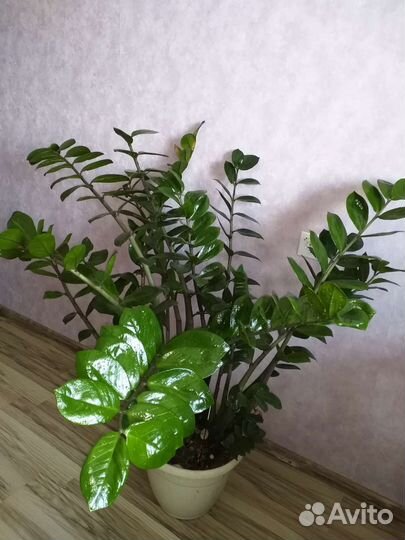 Денежный цветок. Замиокулькас