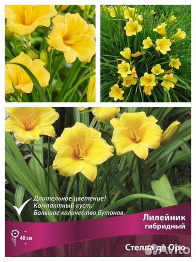 Цветы и растения: лилии, подснежники