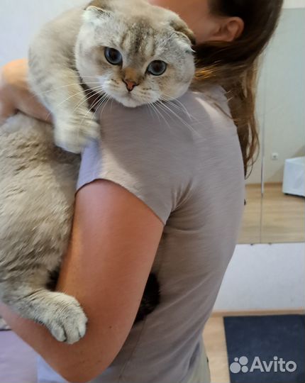 Шотландский Кот фолд вязка