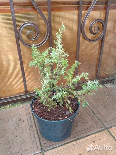 Тис, Можжевельник