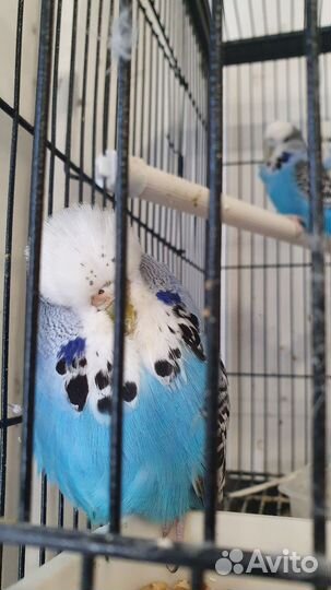 Выставочный попугай чех