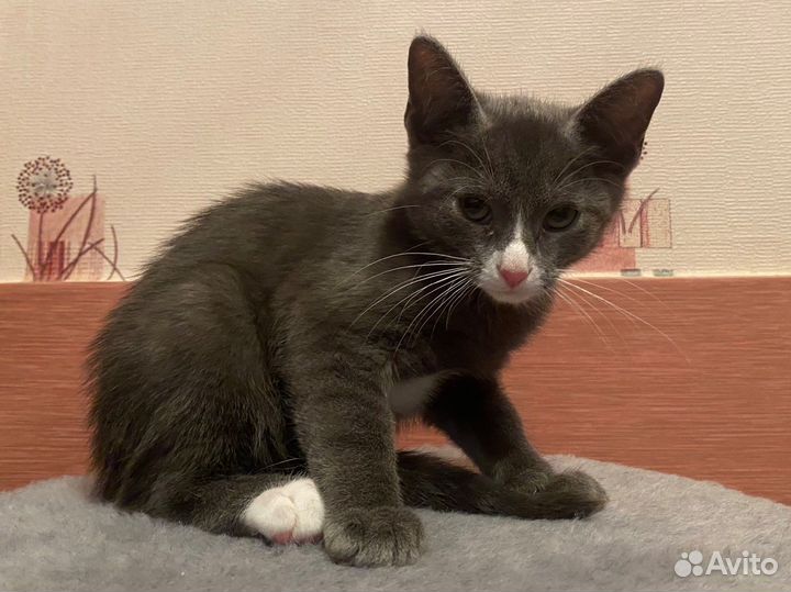 Котенок в добрые руки бесплатно