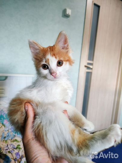 Рыжие котята в добрые руки