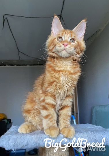 Котята Мейн-Куны