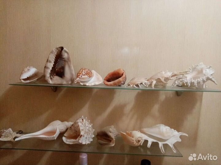 Морские раковины