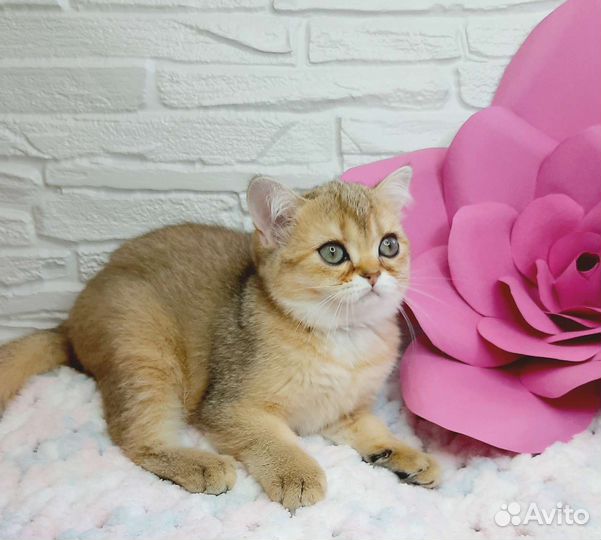 Котята шотландские