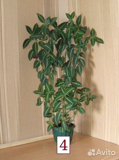 Руэллия ярко розовая