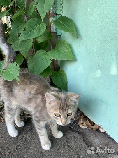 Котята в добрые руки. Девочки