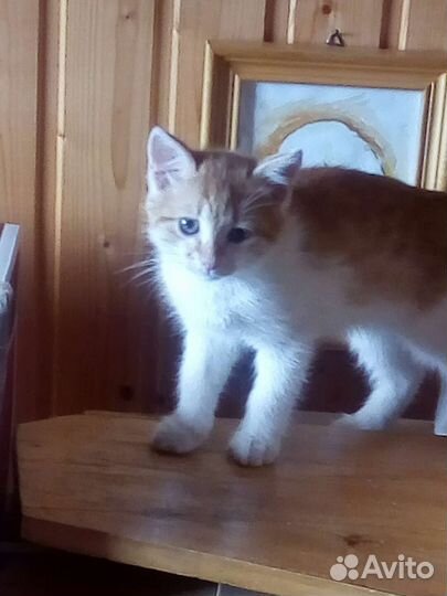 Котенок, возраст 2 месяца