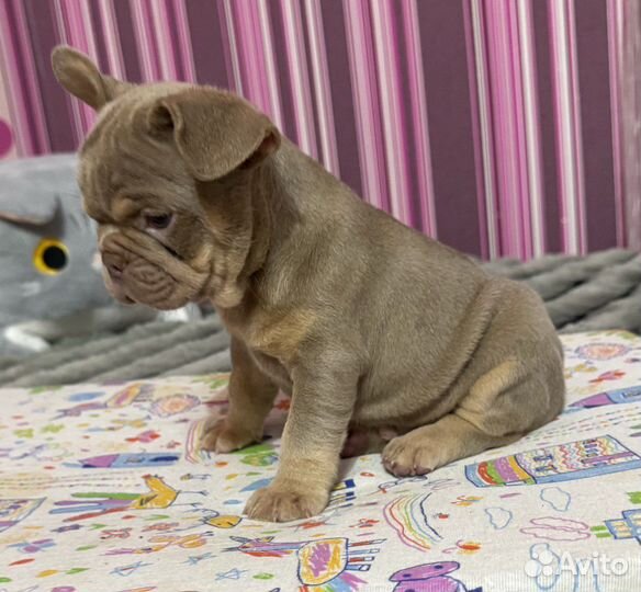Французский бульдог изабелла мальчик