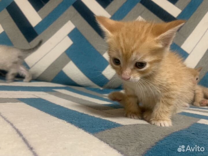 Котята-крысоловы