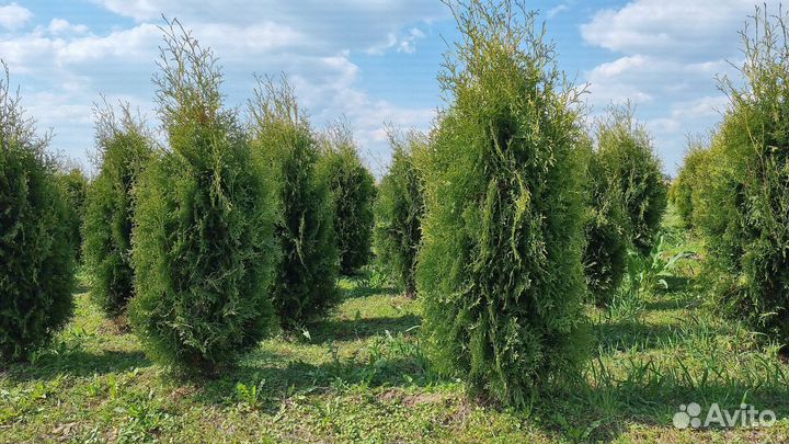 Туя Колумна 120-140см оптом