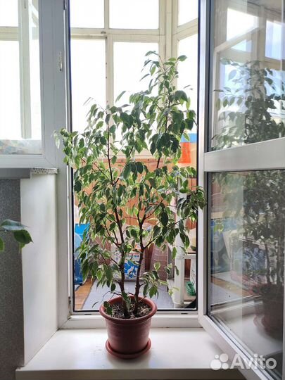 Комнатные цветы фикус бенджамина