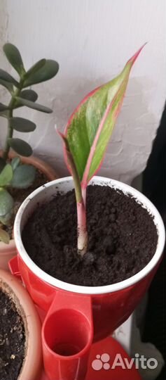 Комнатные цветы