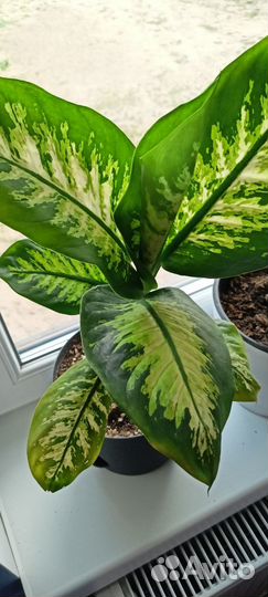 Диффенбахия 40 см, 30 см
