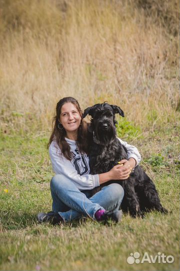 Дрессировка собак