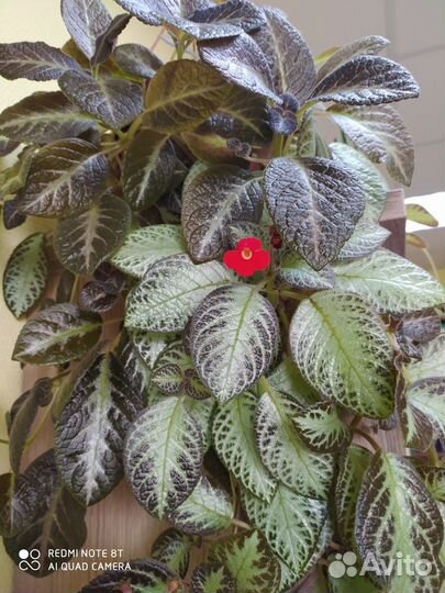 Комнатные цветы