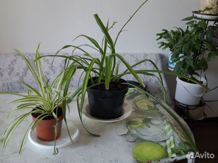 Хлорофитум