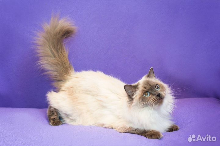 Кошка Бентли