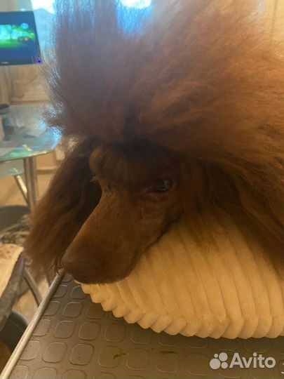 Той-пудель коричневого окраса для вязки