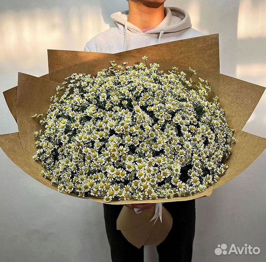 Цветы ромашки