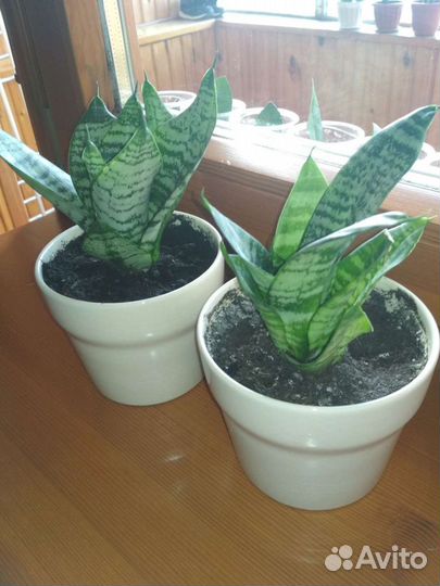 Сансевиерия карликовая