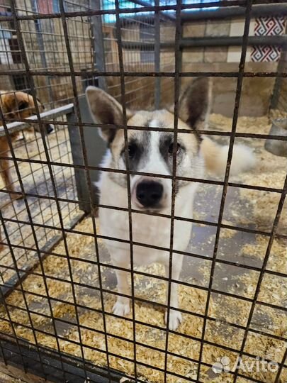 Собака Лакки