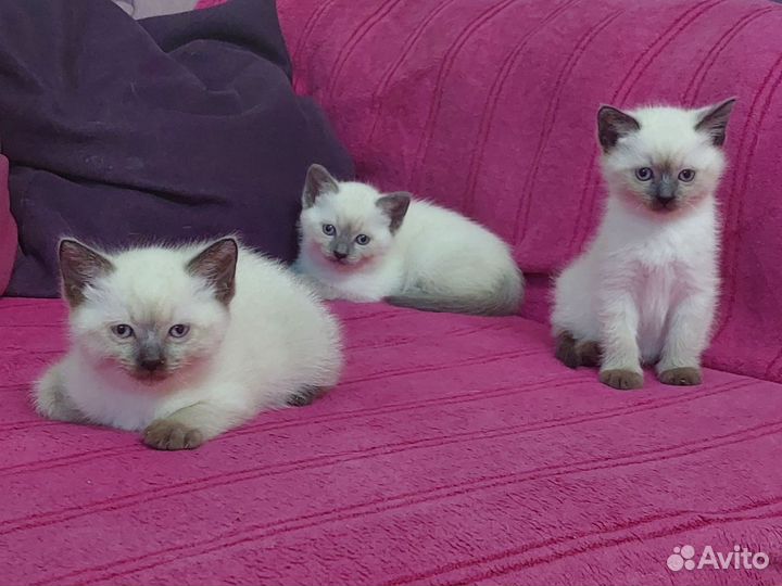 Котята сиамцы