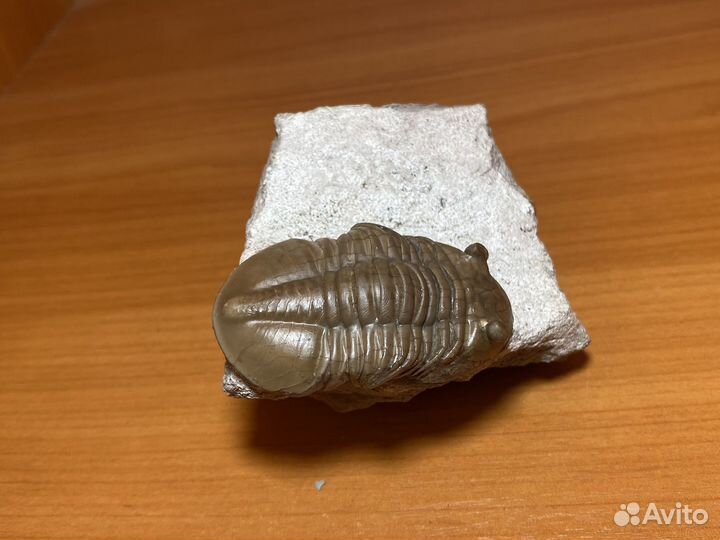 Отличный трилобит Asaphus lepidurus