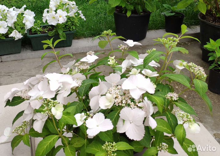 Укоренённые черенки гортензии 