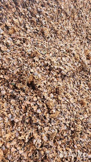 Кедровая шелуха