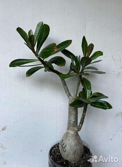 Адениум привитый