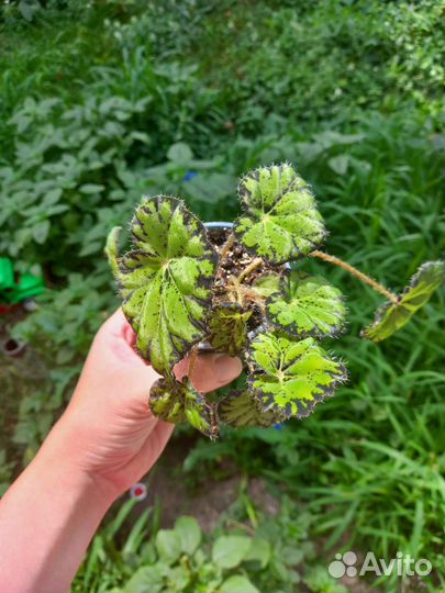 Бегония тигровая