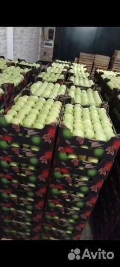 Яблоки оптом. Высшего сорта