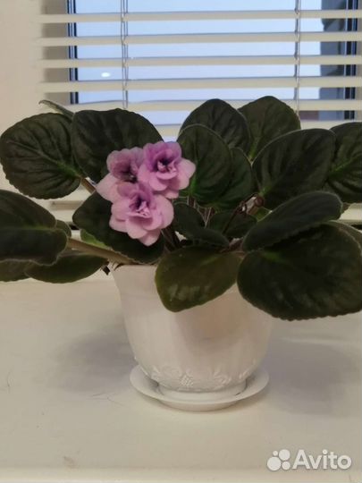 Фиалка в горшках