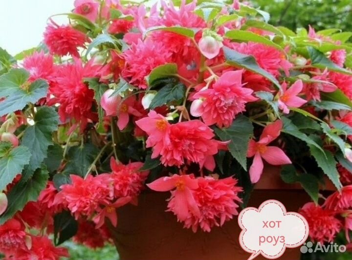 Ампельная бегония