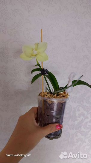 Орхидея биг лип миди