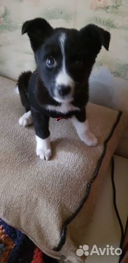 Две чудесные девочки ищут дом