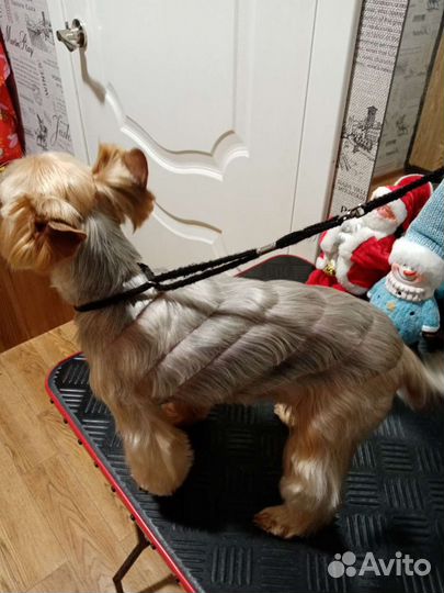 Стрижка собак и кошек