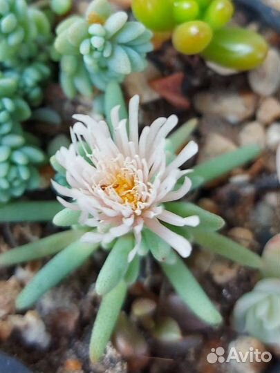 Редкие сукуленты