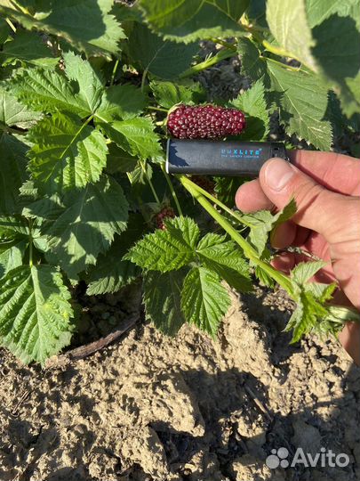 Саженцы ежевики