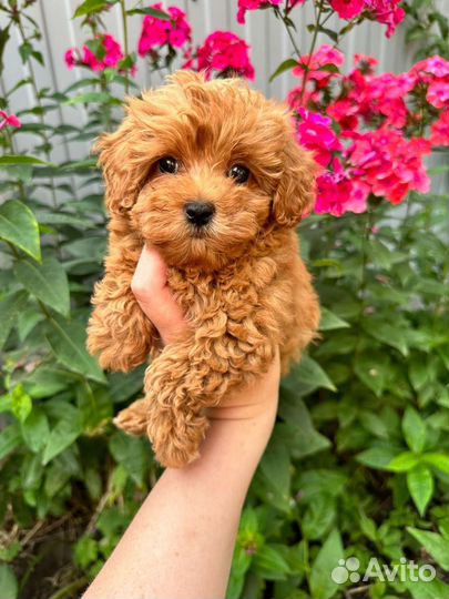 Мальтипу f1 mini элитная девочка