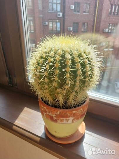 Фикус Бенджамина