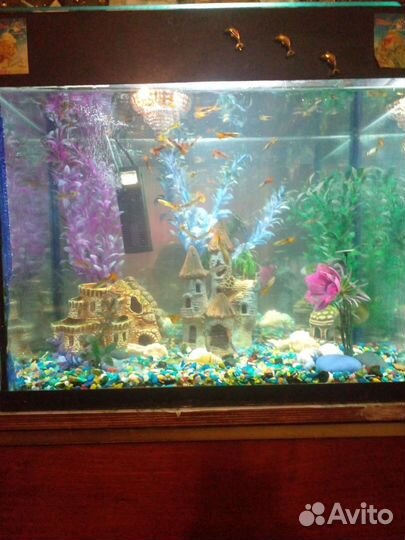 Рыбки гуппи