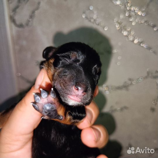 Щенки таксы