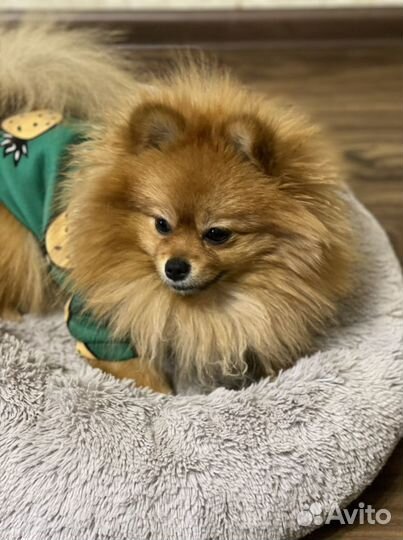 Померанский шпиц вязка кобель