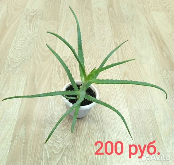 Плектрантус (мята), Алоэ, Каланхоэ лечебное