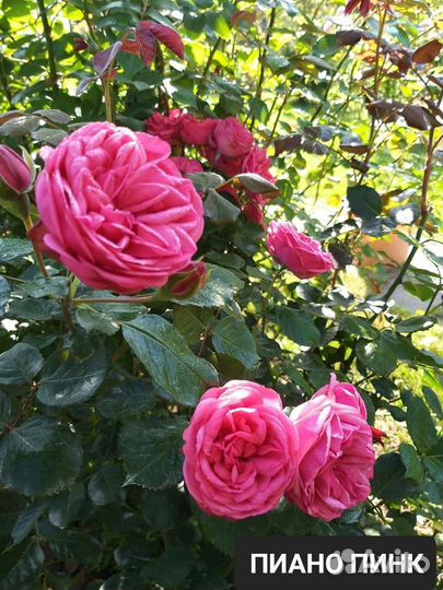 Кустовые розы саженцы